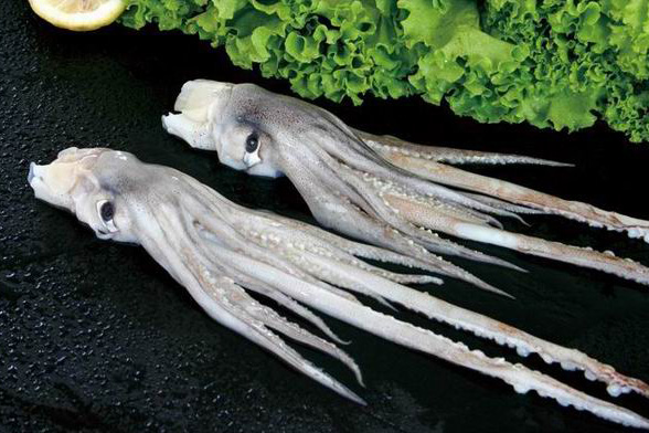 Frozen Fish Seafood Squid Tentacle