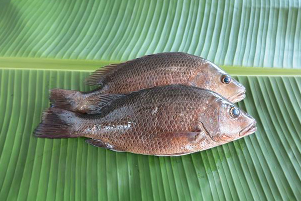 Frozen Fish Seafood Whole Round Red Snapper 1